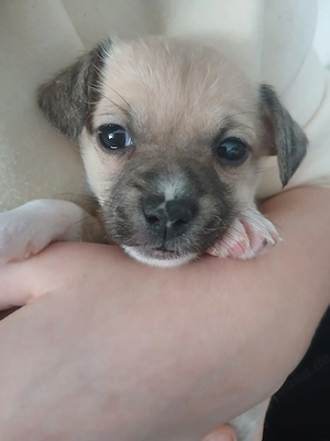 Jack Russel Chihuahua Mix Welpen