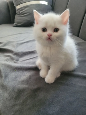 BKH Katze 