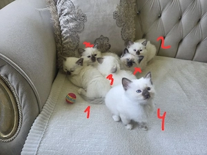 Heilige Birma Siam Mix Kitten