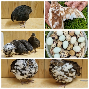 Wachteleier Speiseeier aus liebevoller Hobbyhaltung (gelegentlich abzugeben) 