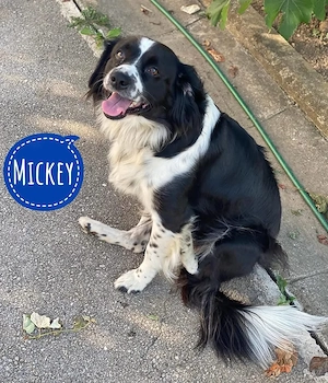 Mickey, braver Boder Collie verliert sein Zuhause und sucht dringend ein neues!