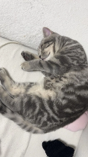 Britisch Kurzhaar Kater  Bild 9