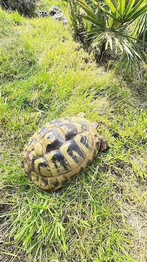 Grieschiche Landschildkröte weiblich mit Cites 
