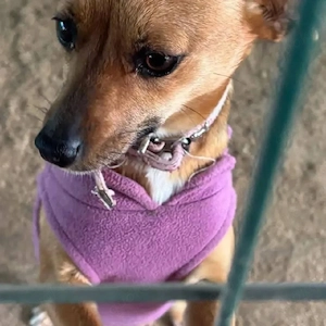 Nia, junge Pinscher Mix Hündin 