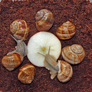 Helix pomatia   Weinbergschnecke - Schnecken