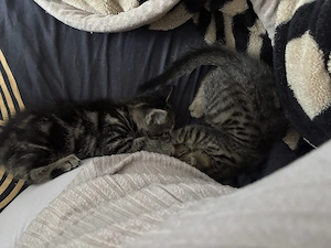 Zwei Ekh-Bengal-mix kitten nur zusammen abzugeben 