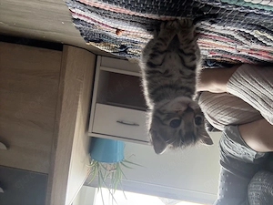 Zwei Ekh-Bengal-mix kitten nur zusammen abzugeben  Bild 4