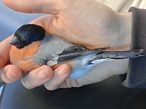 Männlicher Dompfaff (Gimpel)