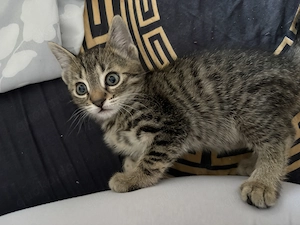 Zwei Ekh-Bengal-mix kitten nur zusammen abzugeben  Bild 2