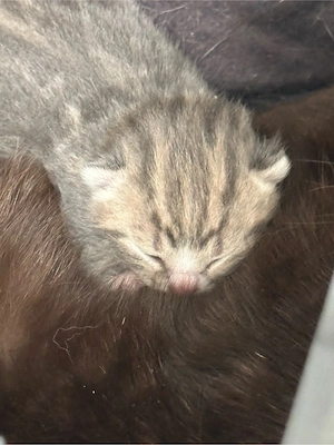 BKH Kitten abzugeben