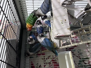 Agaporniden (Russköpchen)