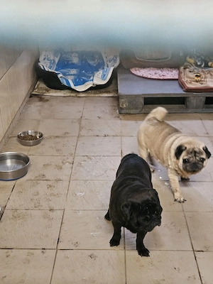 Mops Mazli & Mimo im Tierheim in Ungarn suchen ein Zuhause