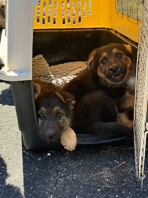 4 Schäferhundwelpen Rüden Suche ein Zuhause 