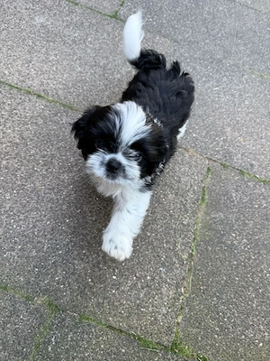 Shih Tzu Welpen abzugeben   