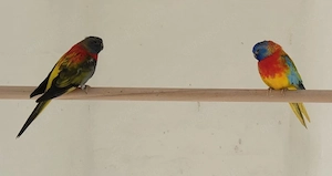 Glanzsittiche abzugeben!!!