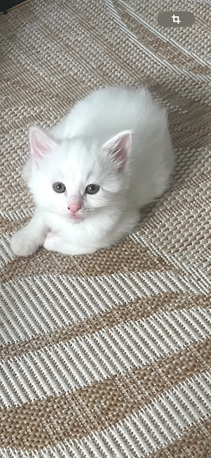 Wunderschöne Weisse Kitten 