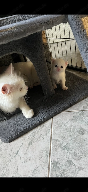 Wunderschöne Weisse Kitten  Bild 3