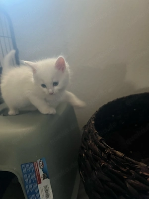 Wunderschöne Weisse Kitten  Bild 2