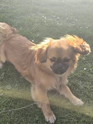 Hund dringend abzugeben 