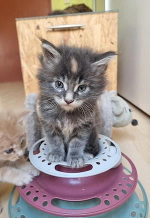 XXL Maine Coon Kitten 