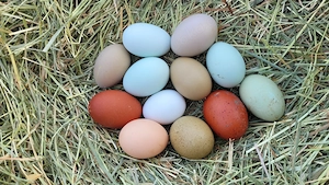 Bruteier von Buntlegern Grünleger Cream Legbar