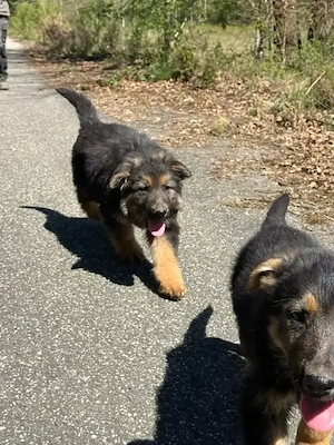 4 Schäferhundwelpen Rüden Suche ein Zuhause 