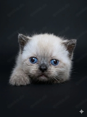 Kleiner Kater Heilige Birma