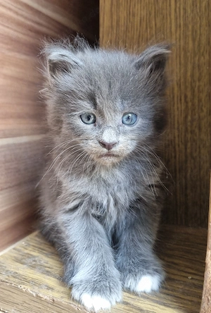 XXL Maine Coon Kitten Reinrassig