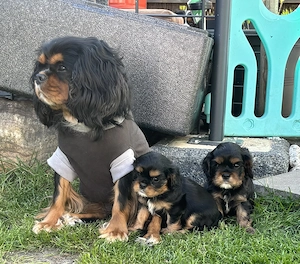 Cavalier King Charles Spaniel Welpen mit Ahnentafel 