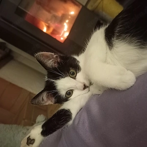 Eerfahrene Pflegestelle für eine Katze