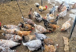 Schwedische Blumenhühner mit Schopf  Bruteier