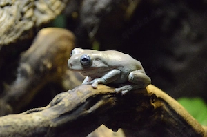 Blue eyed Korallenfingerfrösch