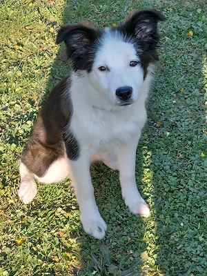 Aussi Mix Hündin sucht dringend neues Zuhause 