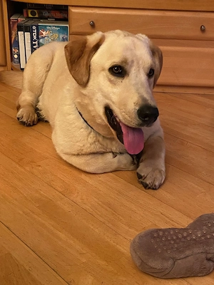 Labtacs, ab 29.3. PS 44809 Bochum, ist entsprechend verspielt und aufgeweckt. 