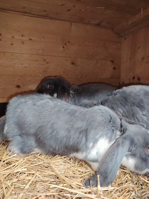 Deutsche Widder Jungtiere 