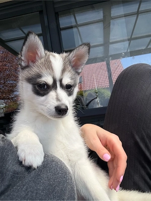 süße  pomsky welpen 