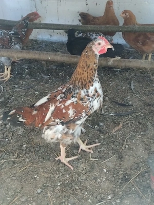 junge Hähne New Hampshire Australorps Blumenhühner 