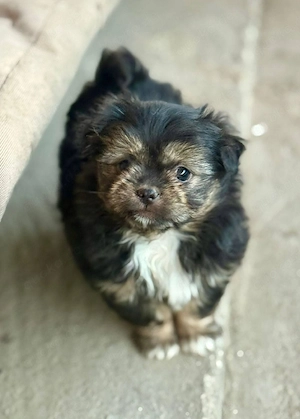 Achtung! Zuckerschock.  Lilu   