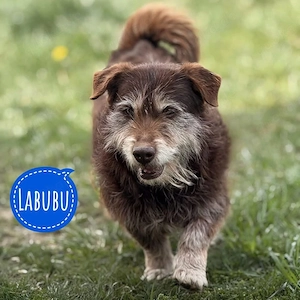 Labubu, Dackel Terrier Mix, etwas ängstlich, sucht ruhiges Zuhause