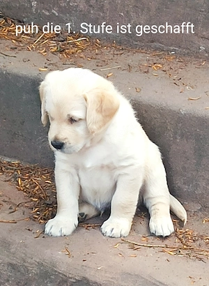 Labradoodle Welpen F1 blond und schwarz mit Ahnentafel freuen sich auf netten Besuch