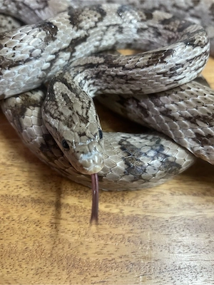 Kornnattern