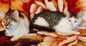 Rosie & Freddie Traumpärchen suchen Traumzuhause