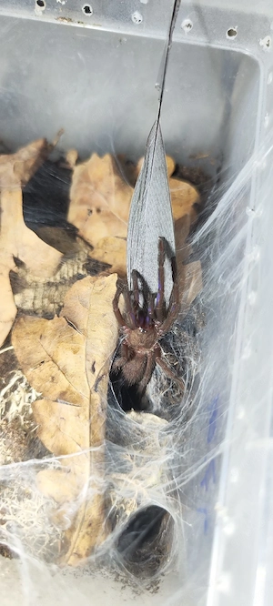 Lasiodora.Brachypelma.Harpactira.Kochiana Bild 6