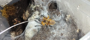 Lasiodora.Brachypelma.Harpactira.Kochiana Bild 4