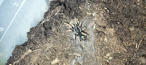 Lasiodora.Brachypelma.Harpactira.Kochiana Bild 5