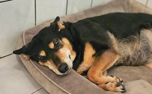 Wella sucht ihren sicheren Hafen		