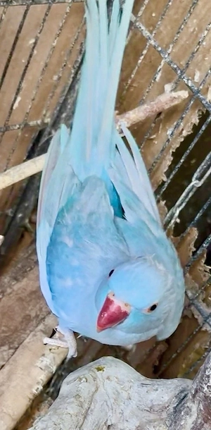 Zuchtreife Henne Halsbandsittich