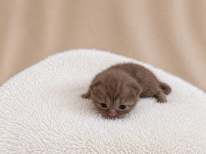 Reinrassige BKH Kitten , Chocolate , Blue , Tabby 