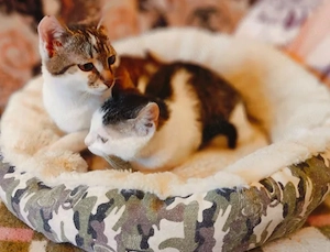 Rosie & Freddie Traumpärchen suchen Traumzuhause