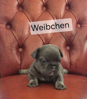 Französische bulldogge welpen